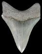 Razor Sharp, Megalodon Tooth - South Carolina #51133-2